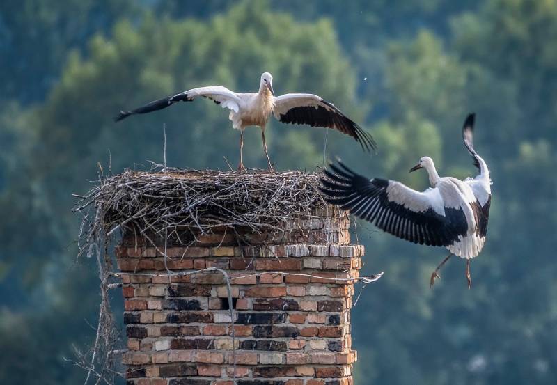 Expert Chimney Animal Removal in Lansing, IL Professional Chimney Animal Removal Services in Lansing, Illinois