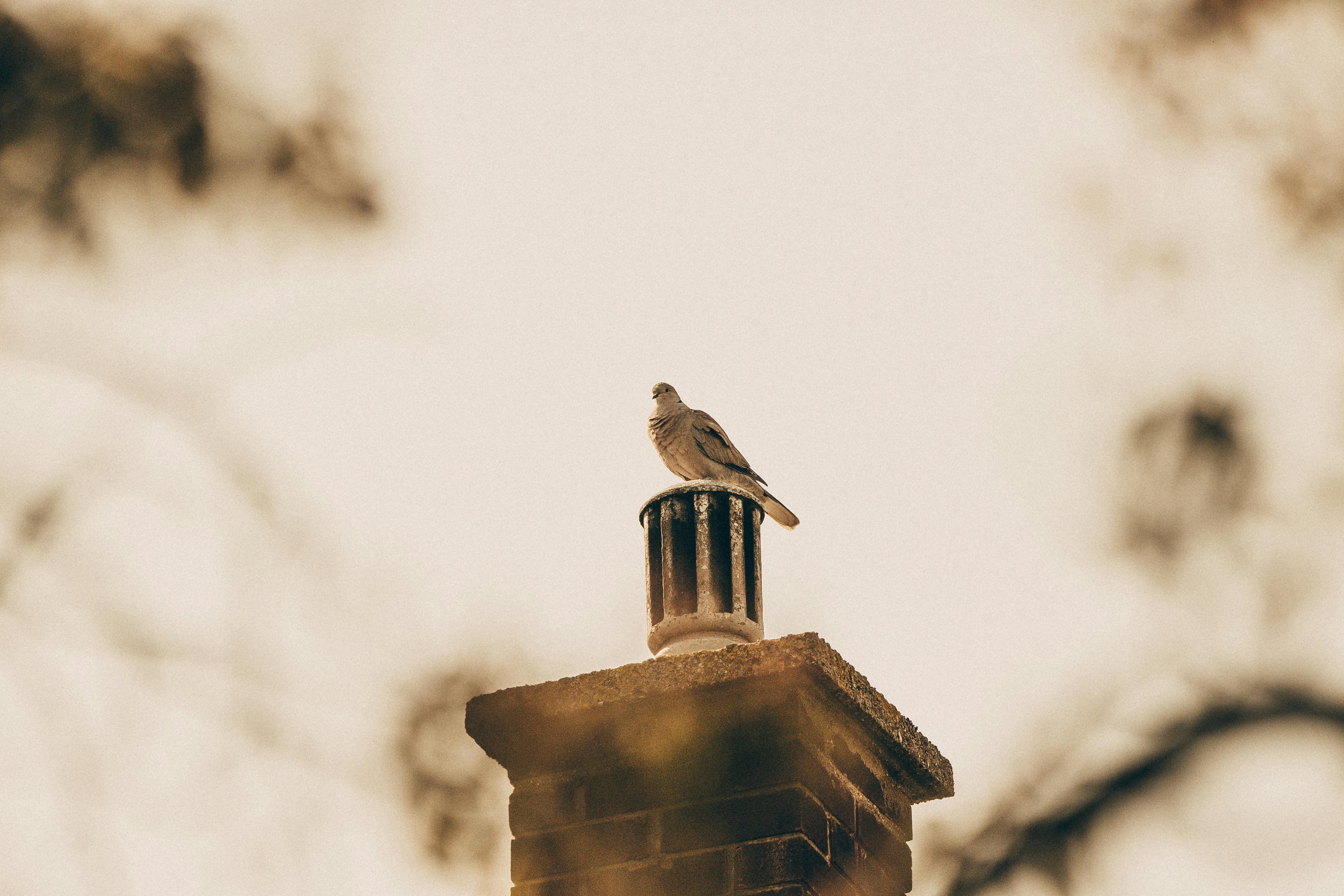 Expert Chimney Cap Installation in Lansing, Illinois
